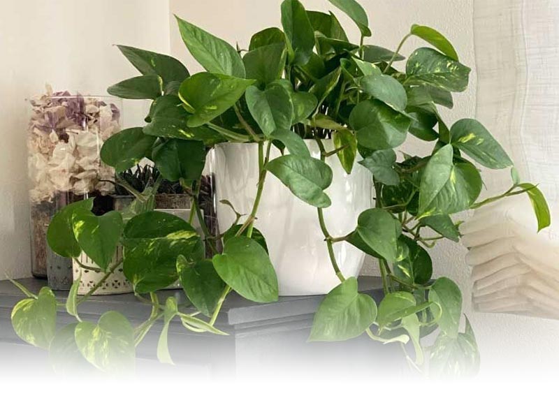 پوتوس، گیاهی که نور غیر مستقیم خورشید را دوست دارد