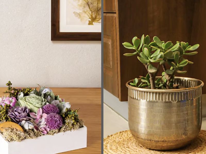 شماره 2: طبیعت را با گیاهان گلدانی به داخل خانه بیاورید