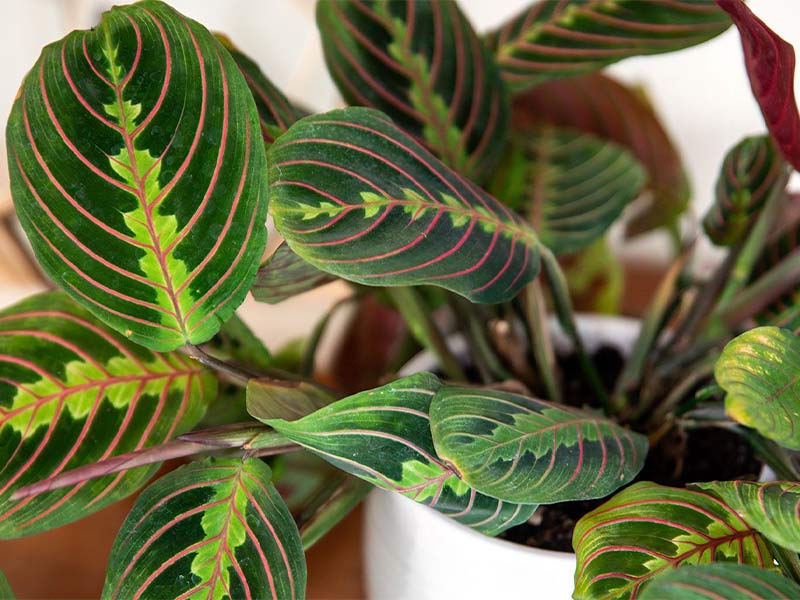 گیاه مارانتا لوکونورا از مقاوم ترین گیاهان آپارتمانی
